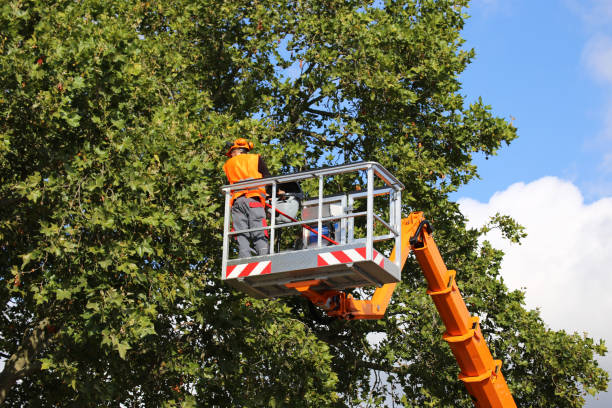 Large Tree Removal in Marshall, WI